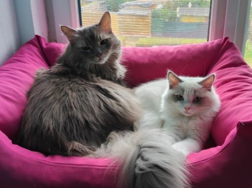 Katzen